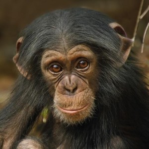KARNET KWADRAT Z KOPERTĄ BABY CHIMP