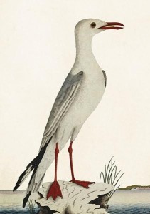 KARNET ST371 B6 + KOPERTA MEWA