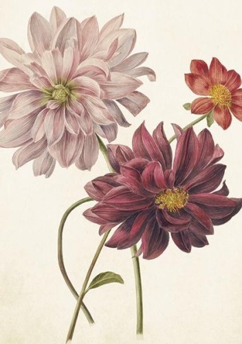 Karnet ST386 B6 + koperta Dalia