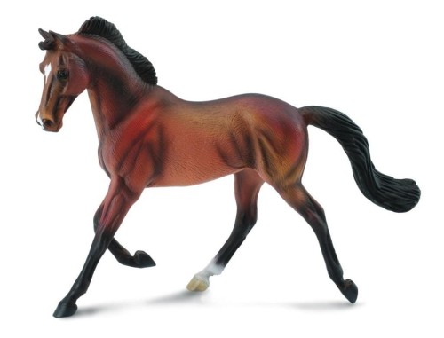 Klacz Thoroughbred maści Bay, Collecta