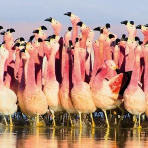 KARNET KWADRAT Z KOPERTĄ ANDEAN FLAMINGOES