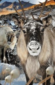 MINI KARTKA 3D RENIFER