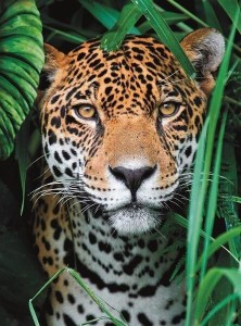 PUZZLE 500 COMPACT JAGUAR IN THE JUNGLE