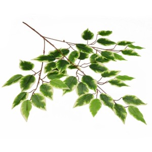 GAŁĄZKA BENJAMINA CIENIOWANA