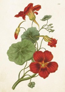 KARNET ST464 B6 + KOPERTA NASTURCJA