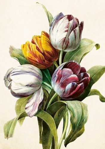 Karnet ST541 B6 + koperta Tulipany