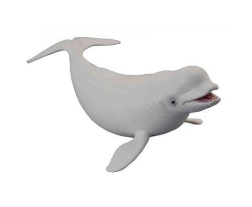 Wieloryb bieługa, Collecta