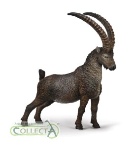 KOZIOROŻEC ALPEJSKI, COLLECTA
