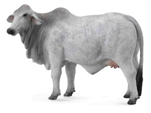 KROWA BRAHMAN, COLLECTA